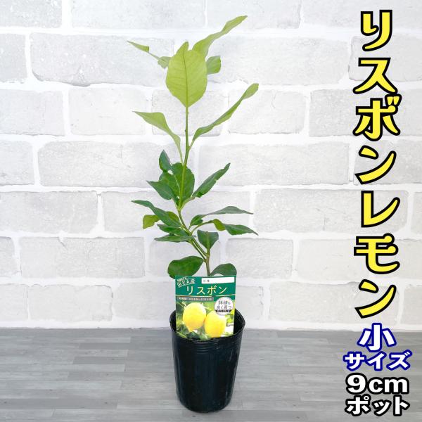 レモン 苗木 リスボン【ベランダで育成】鉢植え 家庭菜園 簡単 檸檬 lemon［小］ 柑橘 果樹 ...