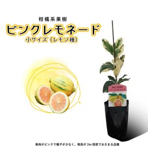 鉢植え向き果樹苗 レモン 「レモン21」 2株 / 家庭菜園 檸檬 れもん