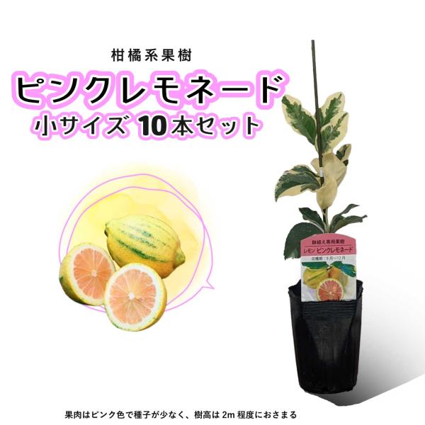 【10本セット】ピンクレモネード レモン 苗木 鉢植え 接ぎ木苗 ポット植え 【ベランダで育成】 ［...