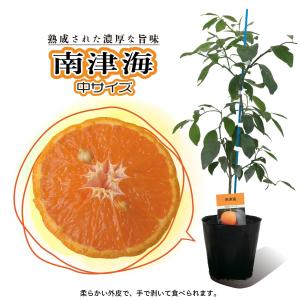 ブラッドオレンジ タロッコ 苗木【ベランダで育成】2年生苗