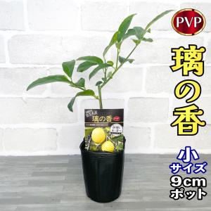 レモン 苗木 璃の香 (PVP) [小] 9cmポット 【ベランダで育成】 1年生苗 3号 鉢植え 接ぎ木苗 ポット植え 柑橘 果樹 lemon