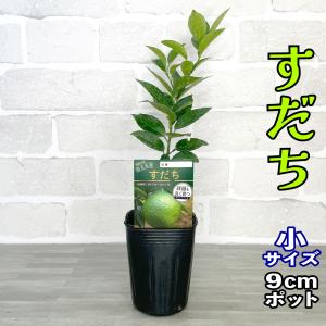 柑橘類の苗木 すだち（酢橘） : 植物・園芸専門店 花育通販Yahoo!店