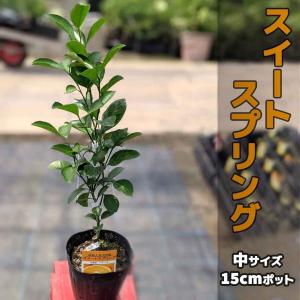 みかん 苗木 スイートスプリング【ベランダで育成】2年生　鉢植え 接ぎ木苗 ポット植え [中]15cmポット 柑橘 果樹 果物 ミカン