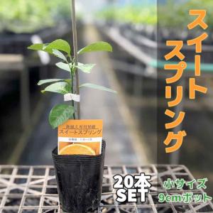 【20本セット】 みかん スイートスプリング 苗木【ベランダで育成】 鉢植え 接ぎ木苗 9cmポット［小］ 果樹｜kamiharu-engei