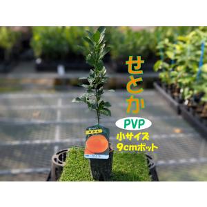 みかん 苗木 せとか【PVP】鉢植え 接ぎ木苗 ポット植え [小]9cmポット 柑橘 果樹 果物 ミ...