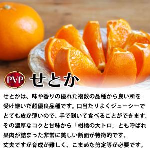 みかん 苗木 せとか (PVP) [小] 9c...の詳細画像2