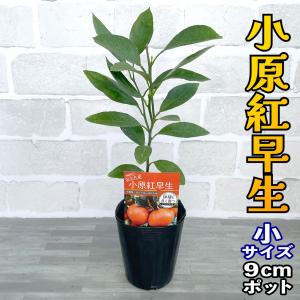 早生みかん 苗木 小原紅早生 【ベランダで育成】 鉢植え 接ぎ木苗 [小] 9cmポット 温州 果樹 みかん ミカン