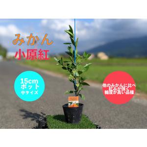 早生みかん 苗木 小原紅早生 【ベランダで育成】2年生  鉢植え 接ぎ木苗 [中] 15cmポット 温州 果樹 みかん ミカン