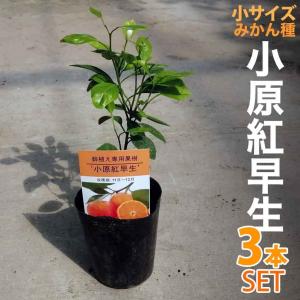 【3本セット】早生みかん 苗木 小原紅早生 【ベランダで育成】 鉢植え 接ぎ木苗 [小] 9cmポット 温州 果樹 みかん ミカン