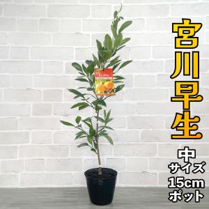 みかん 苗木 宮川早生【ベランダで育成】２年生 鉢植え 接ぎ木苗 ポット植え [中]15cmポット 果樹 家庭菜園 温州ミカン