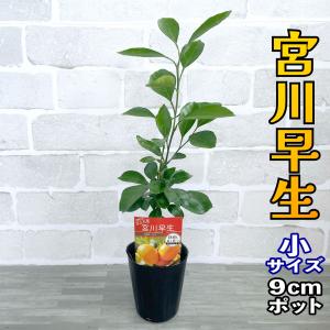 みかん 苗木 スイートスプリング【ベランダで育成】鉢植え 接ぎ木苗