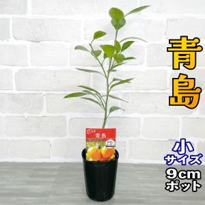 ブラッドオレンジ タロッコ 苗木【ベランダで育成】2年生苗