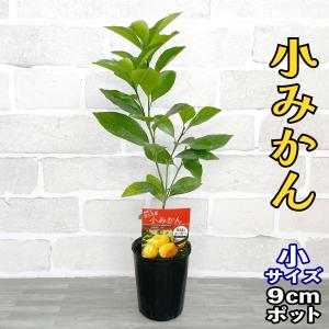 みかん 苗木 小ミカン【家庭菜園】鉢植え 接ぎ...の詳細画像1