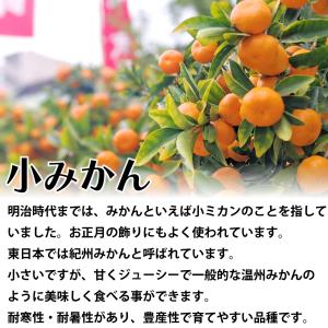 みかん 苗木 小ミカン【家庭菜園】鉢植え 接ぎ...の詳細画像2
