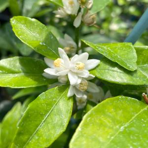 みかん 苗木 小ミカン【家庭菜園】鉢植え 接ぎ...の詳細画像3