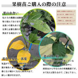 みかん 苗木 小ミカン【家庭菜園】鉢植え 接ぎ...の詳細画像4