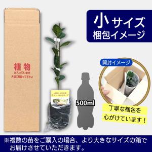 みかん 苗木 小ミカン【家庭菜園】鉢植え 接ぎ...の詳細画像5