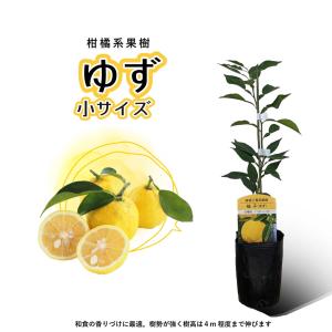一才ゆず 花柚子 果樹 苗木 柑橘系 ハナユ 常柚 秋 4.5号 直径13.5cm 1