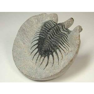 アカンソピゲ　2体　化石　三葉虫 希少種☆三葉虫 アカンソピゲ 超レア！ : 化石・鉱物専門店Fossils