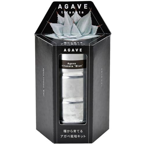 聖新陶芸 通年 家庭菜園 栽培キット 「 種から育てるアガベ 」 サボテン チタノタブルー ミニ 簡...