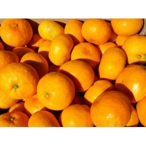 (みかん10kg)(わけあり/訳あり/ワケあり)和歌山産 甘いみかんサイズ混　10kg