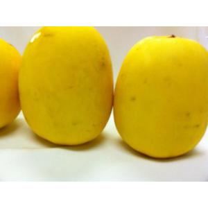 4kg 和歌山産 黄まっか まくわうり マクワ...の詳細画像1