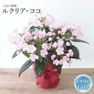 におい桜の商品一覧 通販 Yahoo ショッピング