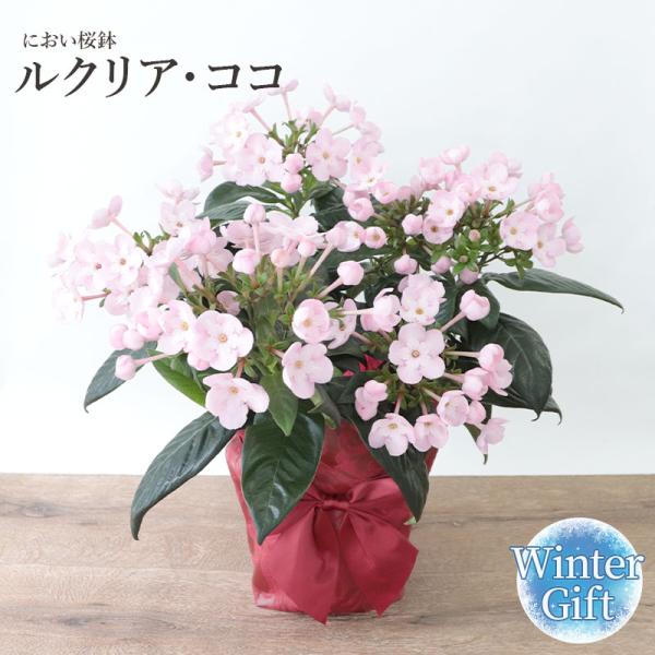 におい桜鉢 「ルクリア・ココ」 桜鉢 クリスマスギフト クリスマス お歳暮 プレゼント 花 フラワー...