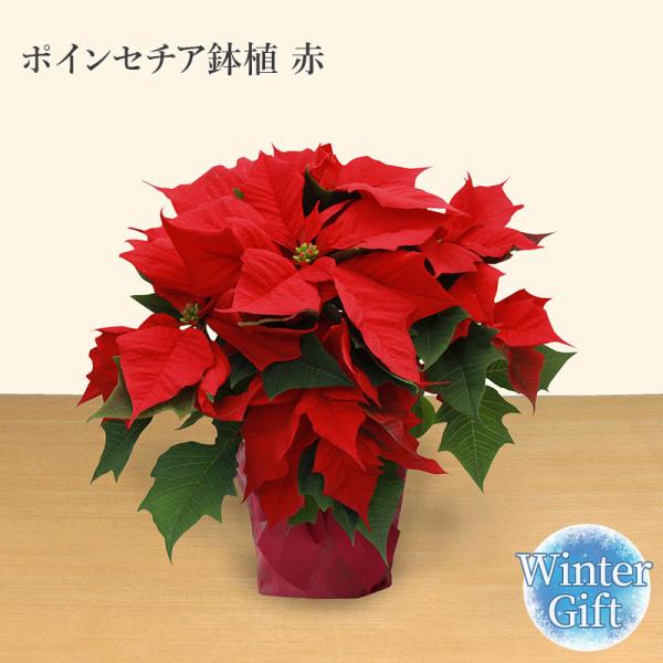 ポインセチア鉢 ポインセチア 赤 クリスマスギフト クリスマス お歳暮 プレゼント 花 フラワー ギ...