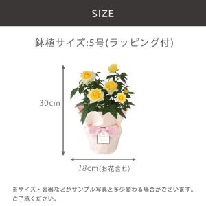 父の日 ギフト 2026 プレゼント 花 送料...の詳細画像5