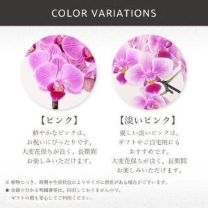 花 ギフト 誕生日 フロレアル 椎名洋ラン園 ...の詳細画像4