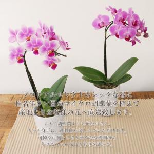 プレゼント 花 ギフト 誕生日 敬老の日 フロ...の詳細画像2