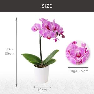 プレゼント 花 ギフト 誕生日 敬老の日 フロ...の詳細画像3