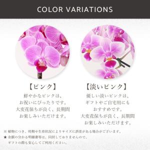 プレゼント 花 ギフト 誕生日 敬老の日 フロ...の詳細画像4