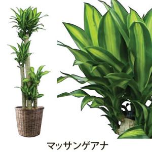 グリーン ギフト フラアート花門 観葉植物 大...の詳細画像1