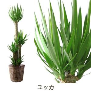 グリーン ギフト フラアート花門 観葉植物 大...の詳細画像2