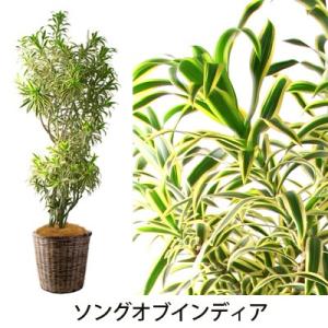 グリーン ギフト フラアート花門 観葉植物 大鉢B プランツ 送料無料 開店祝い 就任祝い 移転祝い 引っ越し祝い 新築祝い お祝い 記念日 プレゼント｜kamon-hanay