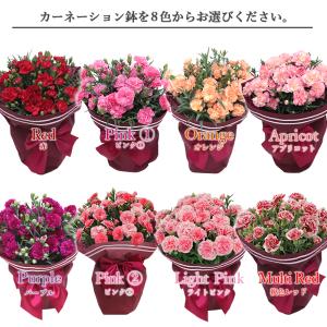 母の日 ギフト 2026 プレゼント 花 送料...の詳細画像2