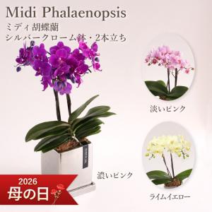 オンシジューム（オンシジウム）3本立て 陶器鉢植え 黄色い蘭の花