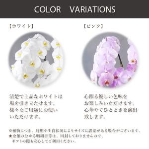 花 ギフト 誕生日 フロレアル オーキッド 胡...の詳細画像4