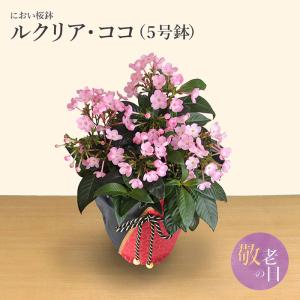 敬老の日 ギフト 2026 におい桜 5号鉢 鉢...の商品画像