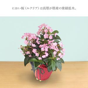 敬老の日 ギフト 2026 におい桜 5号鉢 ...の詳細画像3