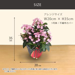 敬老の日 ギフト 2026 におい桜 5号鉢 ...の詳細画像5