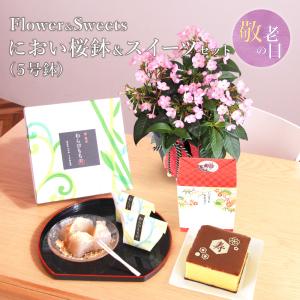 敬老の日 プレゼント 2026 におい桜 スイーツ セット 5号鉢 鉢植え 文明堂 カステラ 他 送料無料 お菓子 洋菓子 においざくら 花 フラワー ギフト 花鉢 爆買