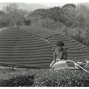 後発酵茶 乳酸発酵 農薬・肥料不使用 加茂自然...の詳細画像4