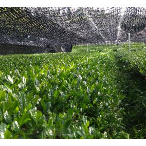 玉露(2026)さみどり 緑茶 加茂自然農園の...の詳細画像1