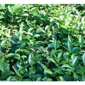 抹茶「都跡の白」在来種 農薬・肥料不使用 加茂...の詳細画像4