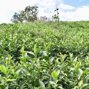 和プーアル茶 釜炒日干茶 (2023) やぶき...の詳細画像3
