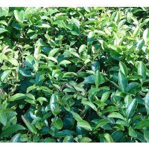 煎茶(2026)やぶきた 緑茶 加茂自然農園の...の詳細画像5