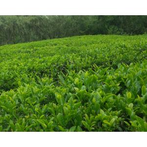 煎茶(2026)在来種 緑茶 加茂自然農園のお...の詳細画像1